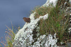 Eurasian Wren