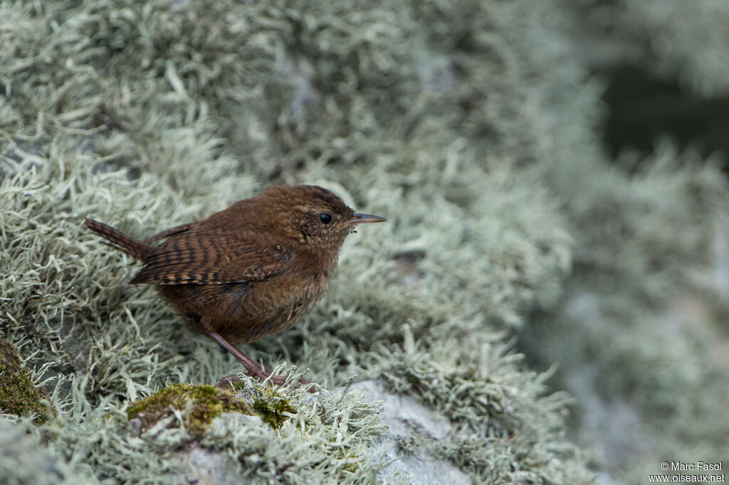 Troglodyte mignon, identification