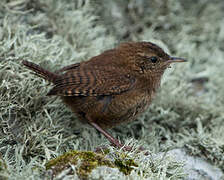 Eurasian Wren