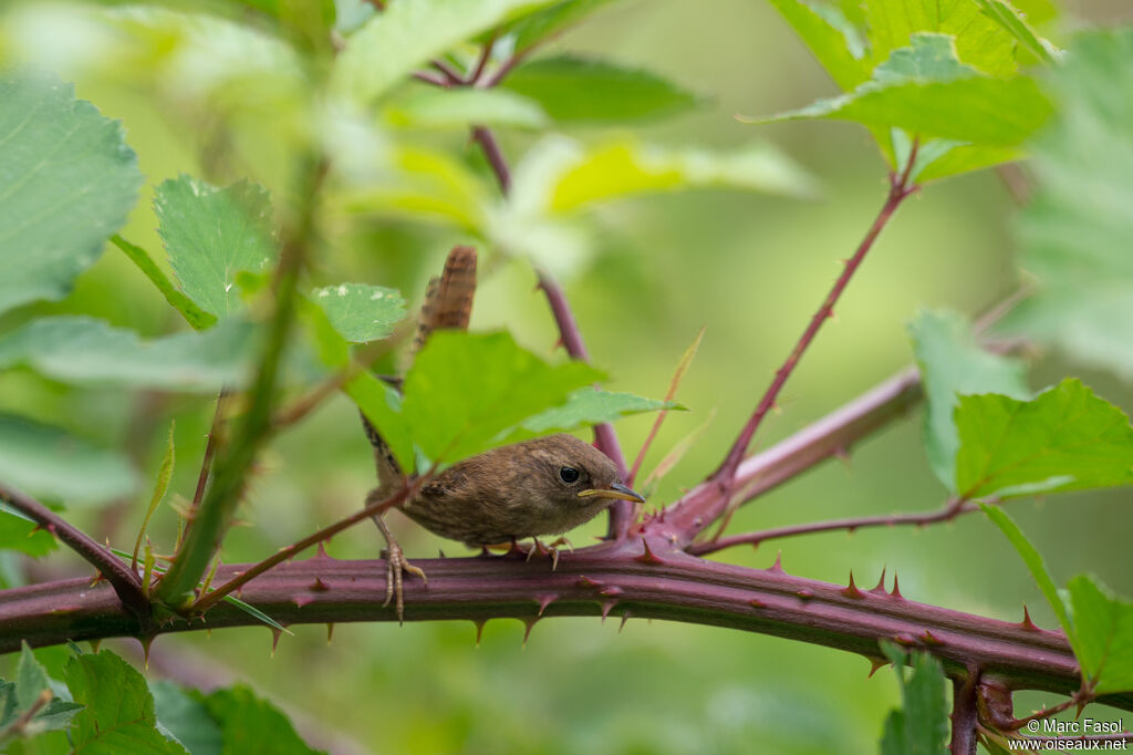 Eurasian Wrenjuvenile, identification, habitat