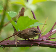 Troglodyte mignon