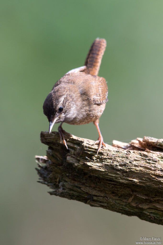 Eurasian Wrenadult, identification