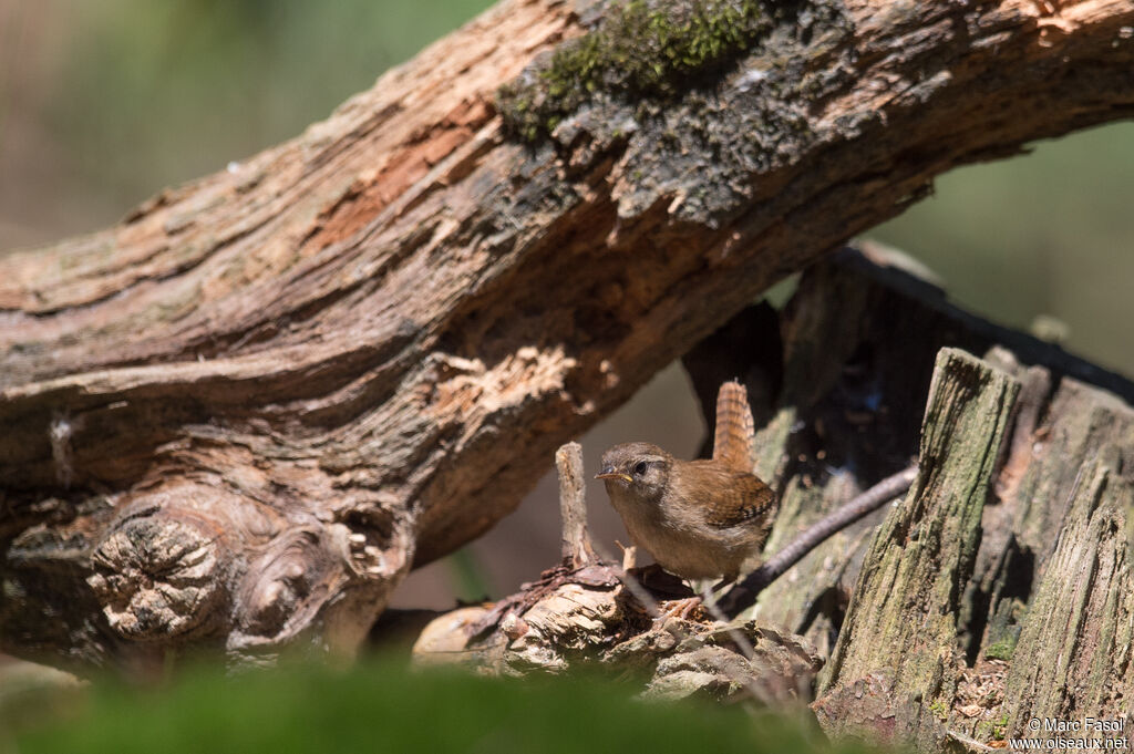 Eurasian Wrenjuvenile, identification