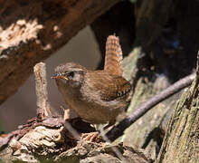 Eurasian Wren