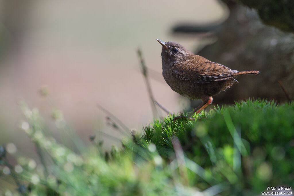 Eurasian Wrenadult, identification