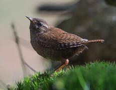 Eurasian Wren