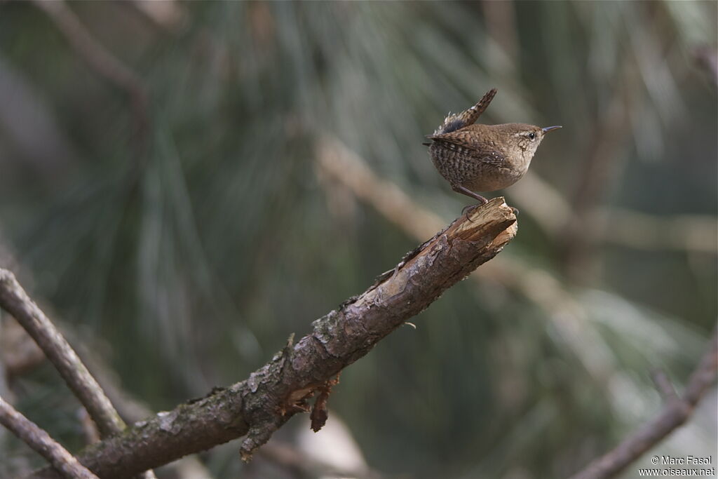 Eurasian Wrenadult, Behaviour