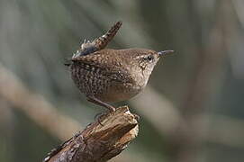 Eurasian Wren