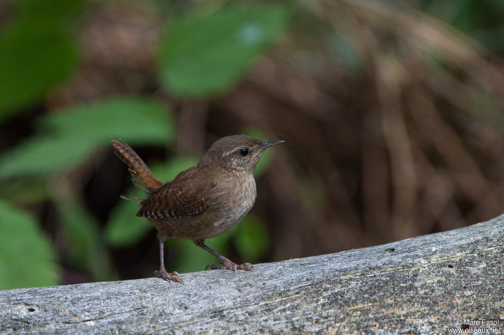 Eurasian Wrenadult, identification