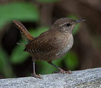 Eurasian Wren