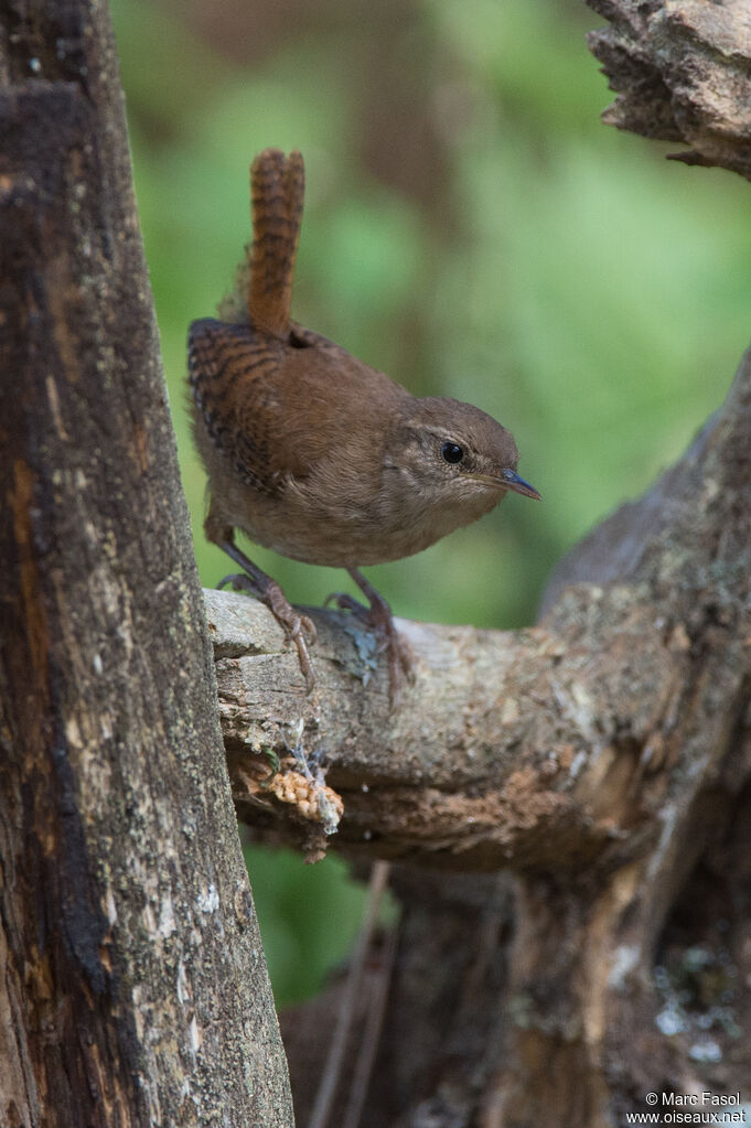 Eurasian Wrenadult, identification