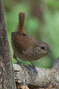 Eurasian Wren