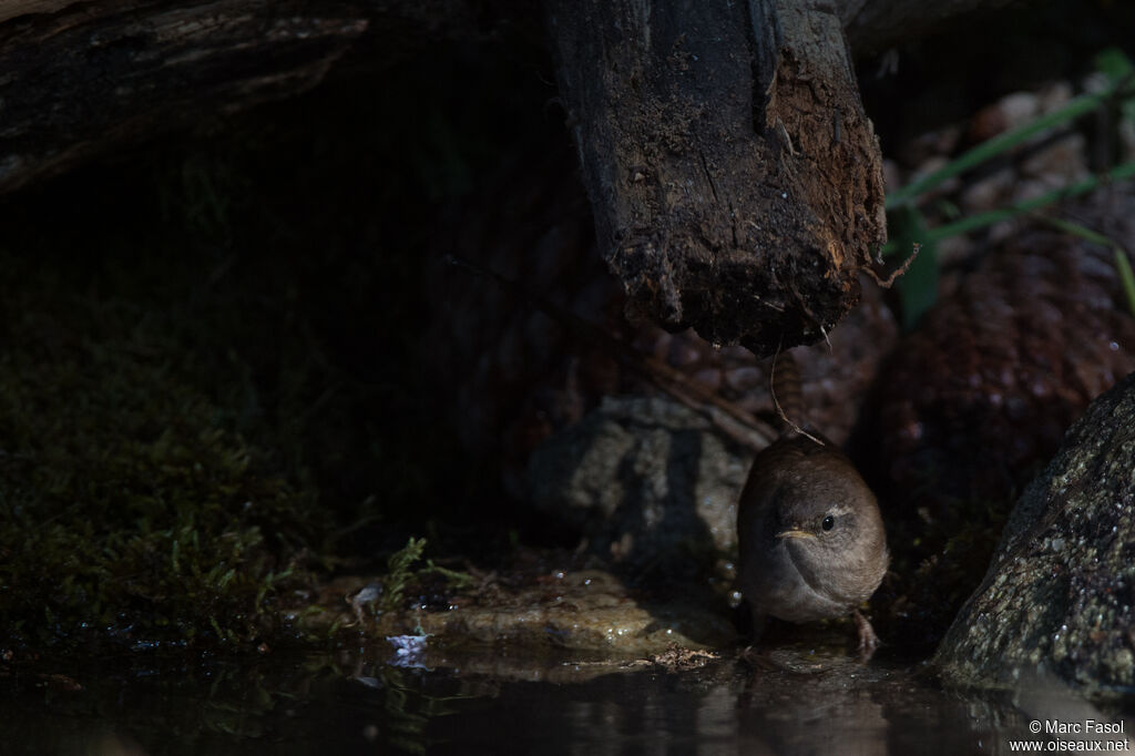 Eurasian Wrenadult, habitat, drinks