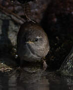 Eurasian Wren