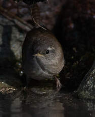 Troglodyte mignon