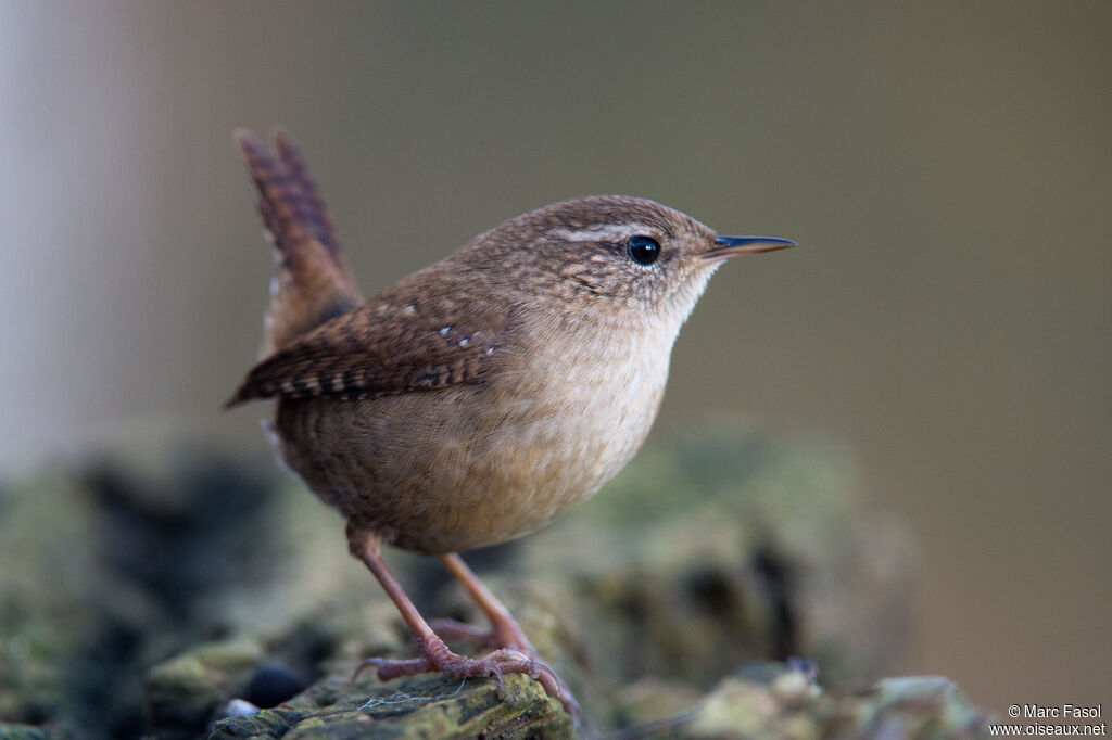 Troglodyte mignonadulte, identification