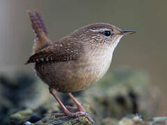 Eurasian Wren