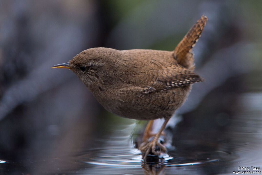 Eurasian Wrenadult, identification