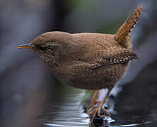 Eurasian Wren