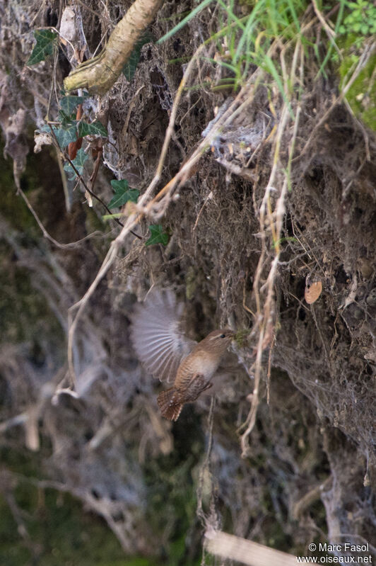 Eurasian Wrenadult breeding, Flight, Reproduction-nesting