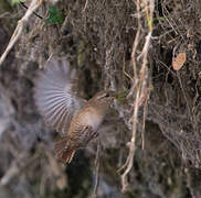 Eurasian Wren