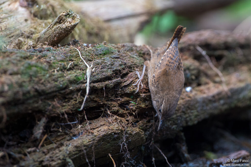 Eurasian Wren, camouflage, fishing/hunting