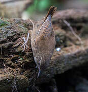 Eurasian Wren