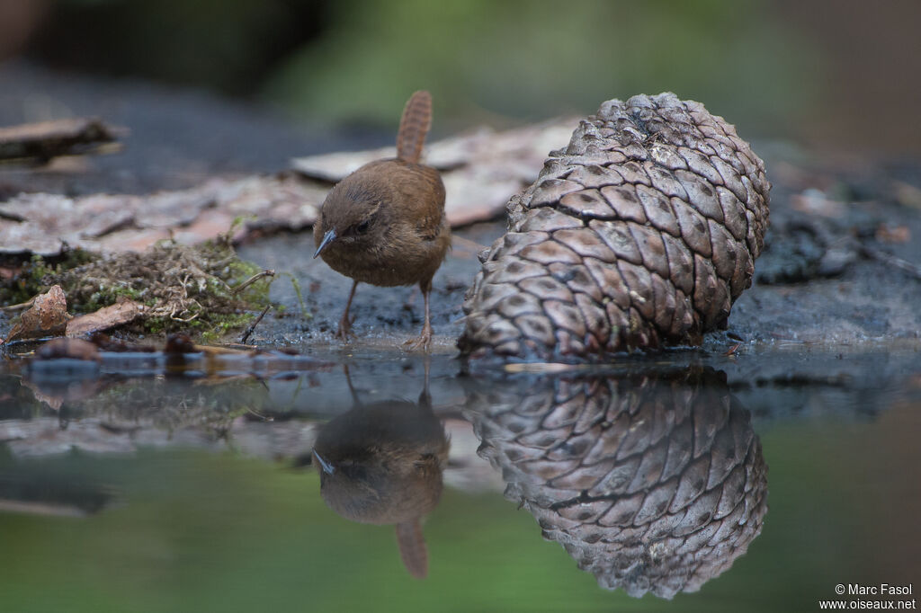 Eurasian Wrenadult, identification, drinks