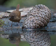 Troglodyte mignon