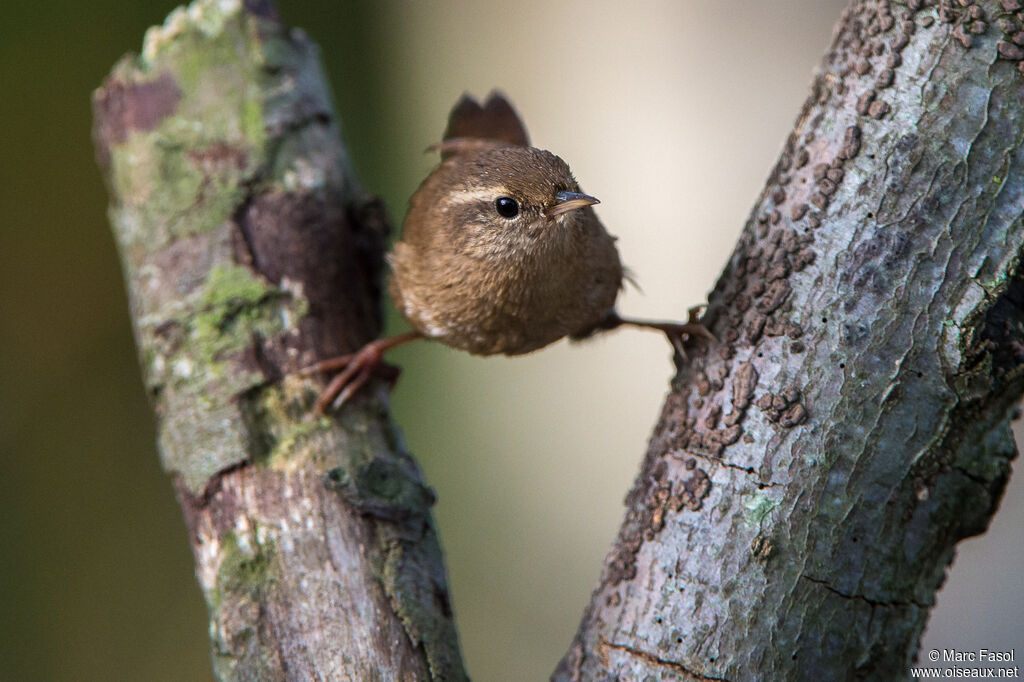 Eurasian Wrenadult, identification