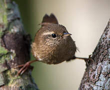 Eurasian Wren