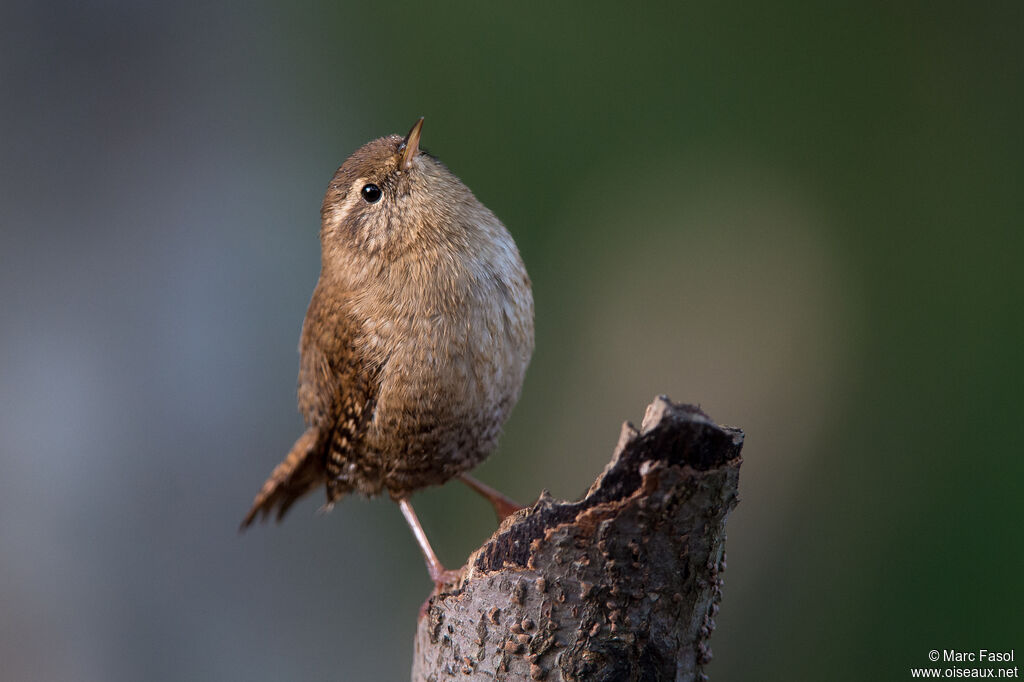 Eurasian Wrenadult, identification