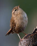 Eurasian Wren