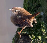 Eurasian Wren