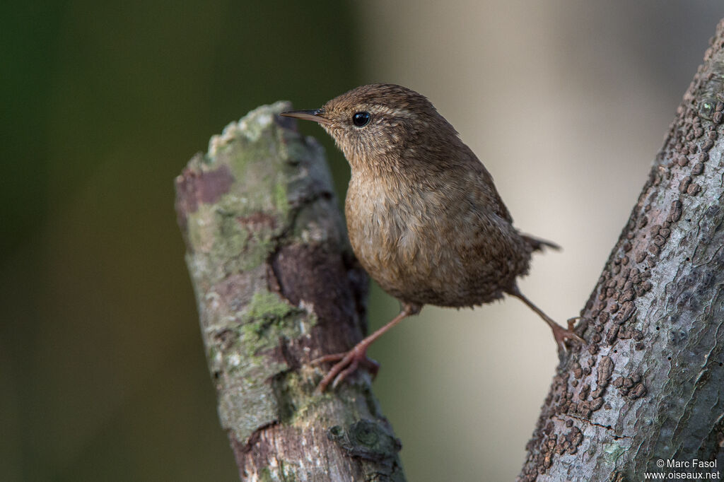 Eurasian Wrenadult, identification