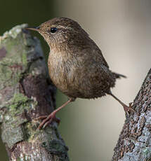 Troglodyte mignon