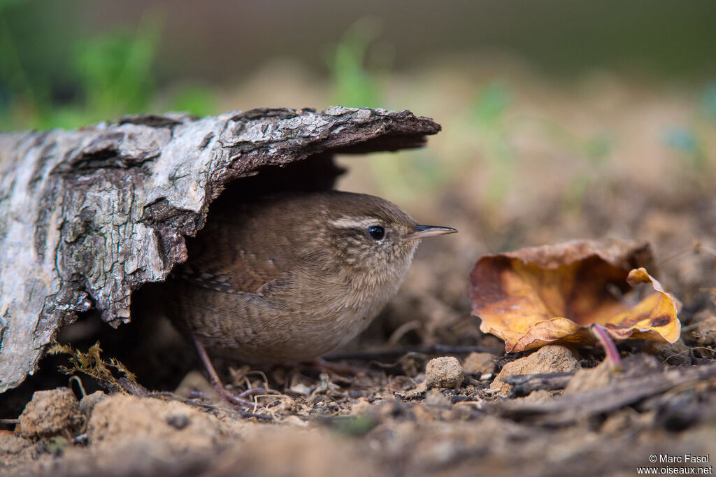 Eurasian Wrenadult post breeding, identification, camouflage