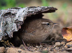 Eurasian Wren