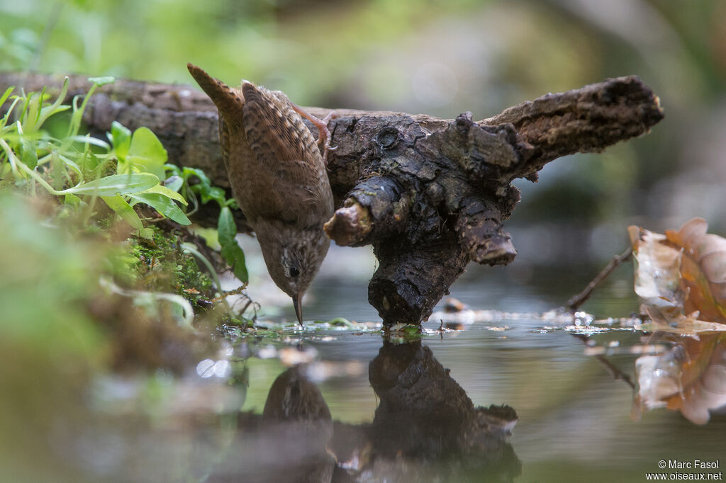 Troglodyte mignonadulte, identification, régime, pêche/chasse