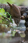 Troglodyte mignon