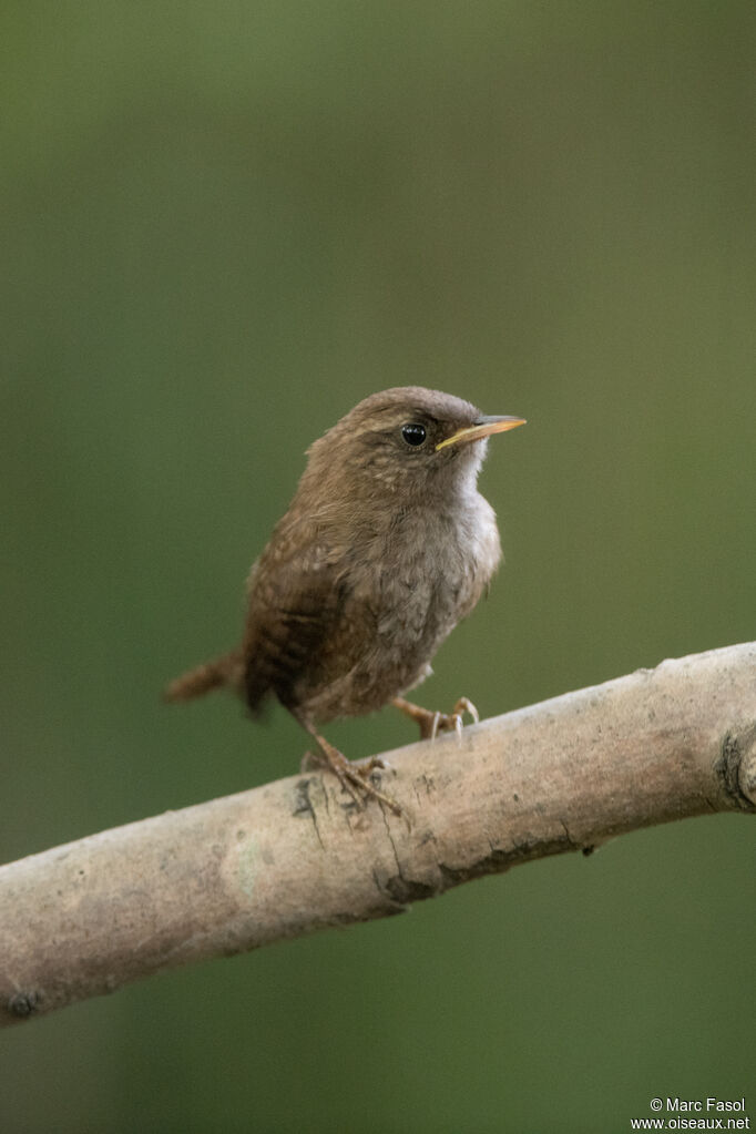 Troglodyte mignonjuvénile, identification