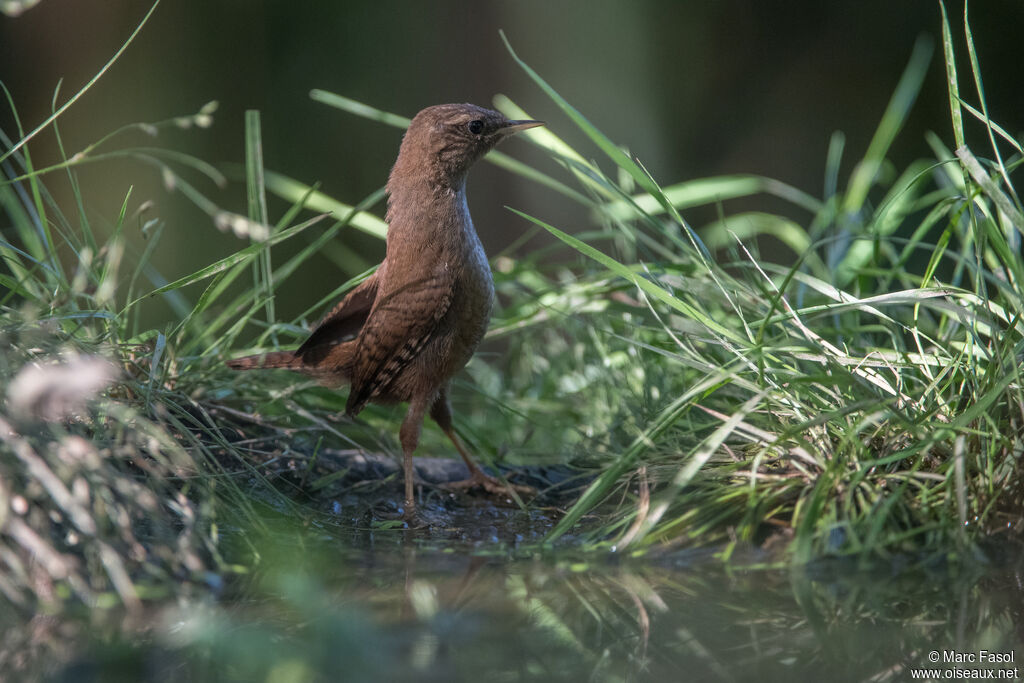 Eurasian Wrenjuvenile, identification, drinks