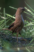 Eurasian Wren