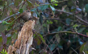 Eurasian Wren