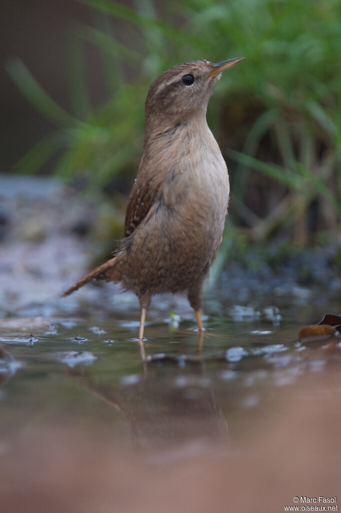 Eurasian Wrenadult, drinks