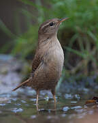 Eurasian Wren