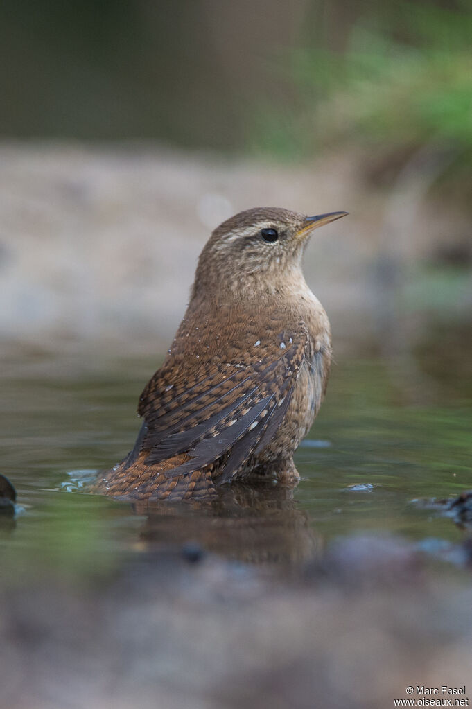 Eurasian Wrenadult, care