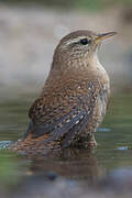 Eurasian Wren