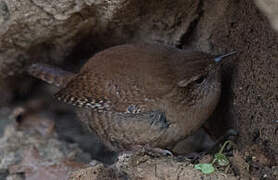 Troglodyte mignon