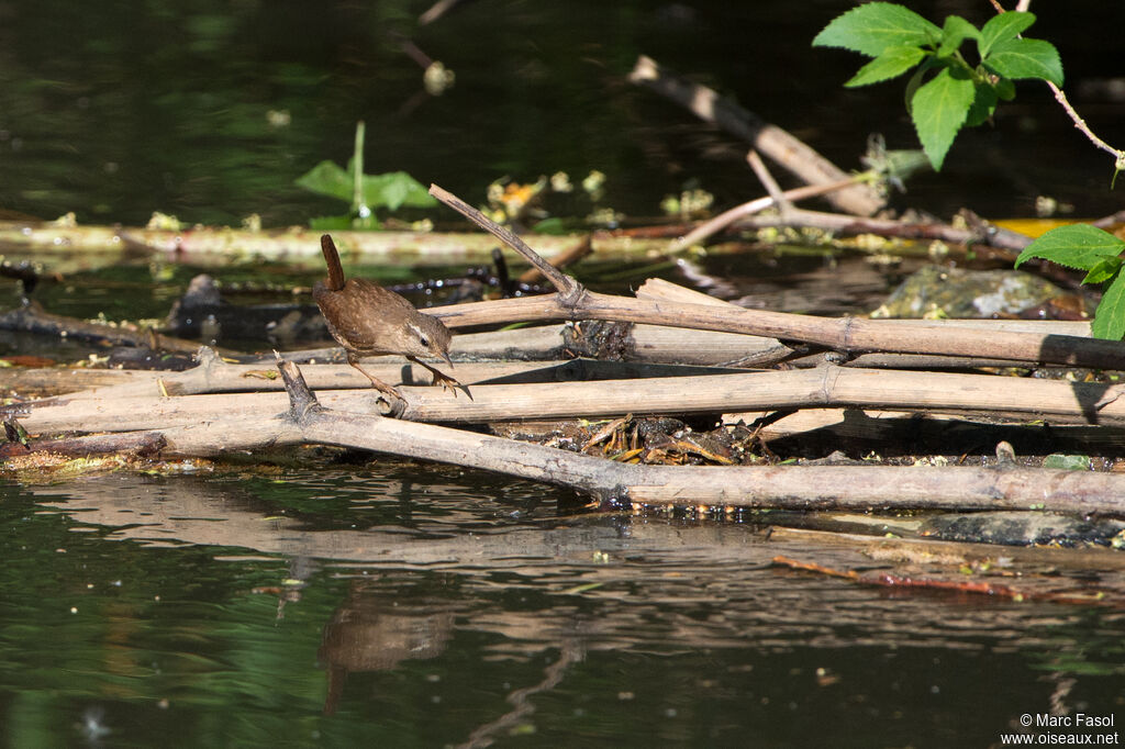 Eurasian Wrenadult, identification